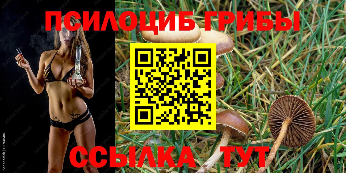 Псилоцибиновые грибы Psilocybine cubensis Новоалександровск